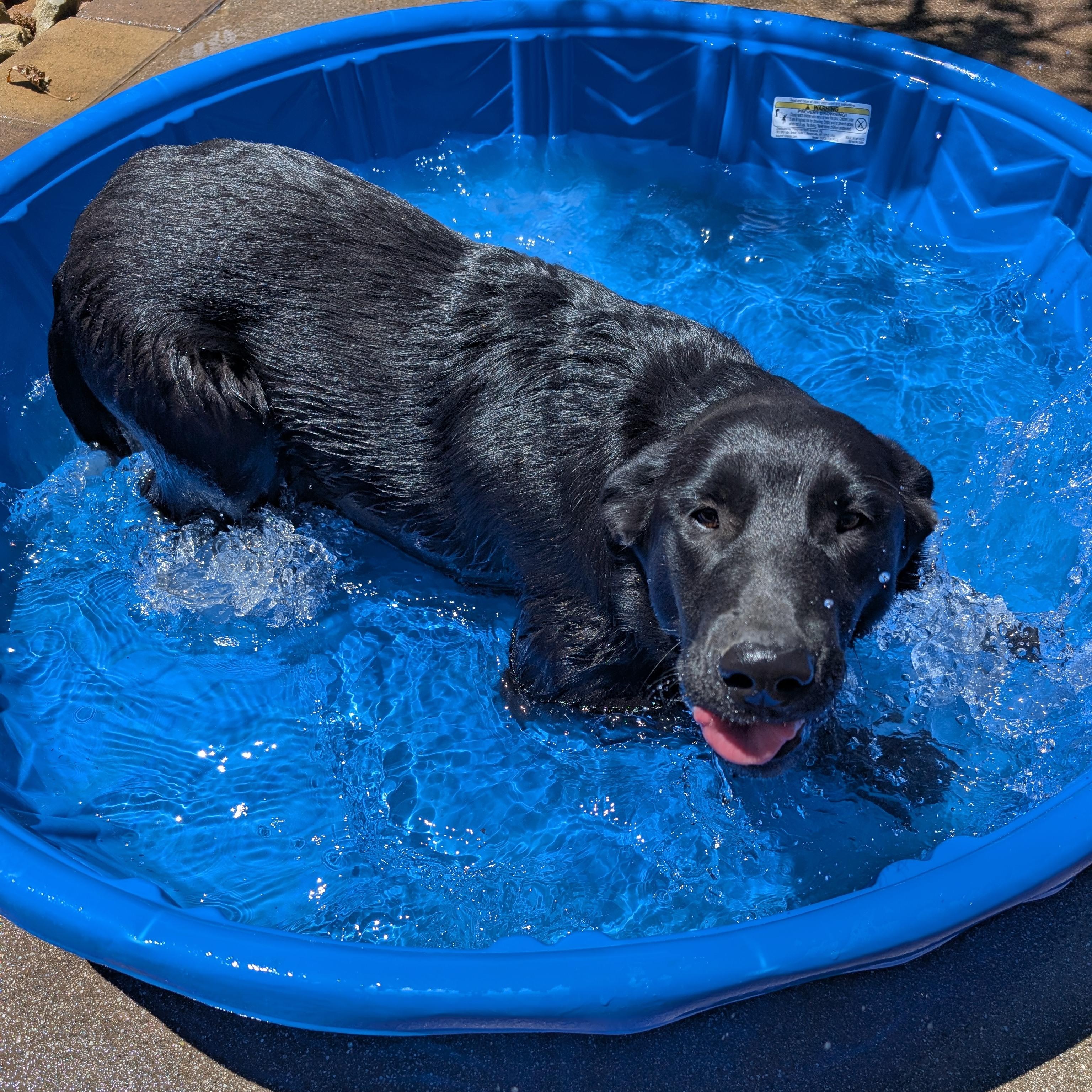 Enlarge Bell, a Adoptable mixed breed in Perris, CA image 4/4