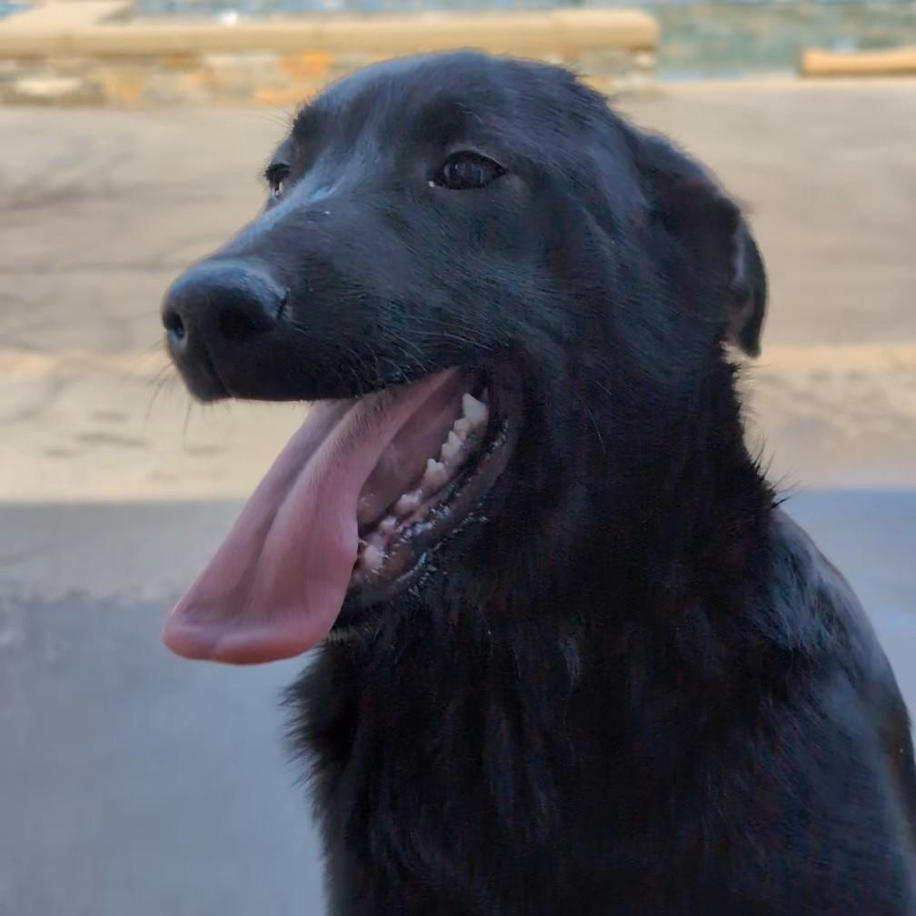 Enlarge Bell, a Adoptable mixed breed in Perris, CA image 3/4