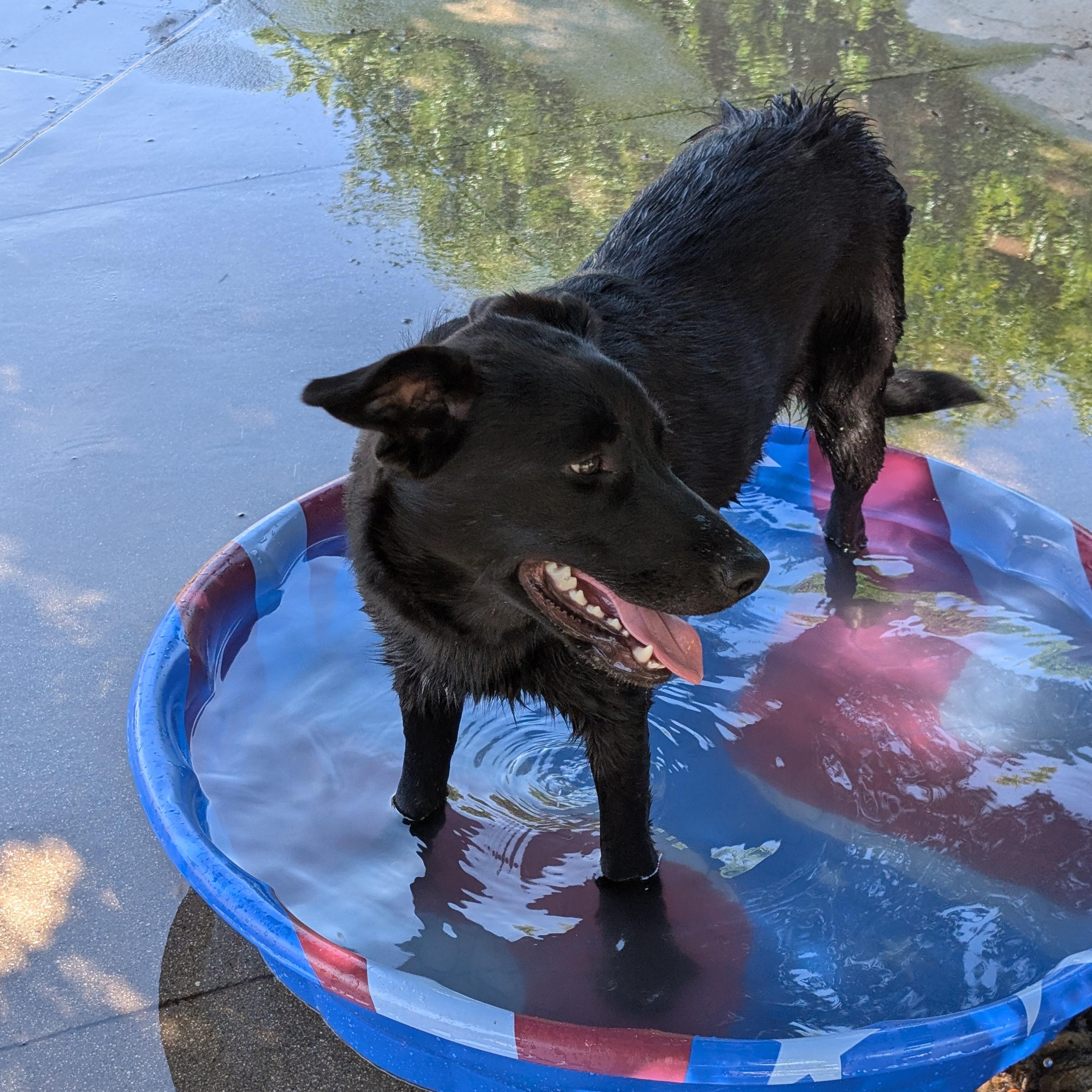 Bell, Adoptable, Young Female Golden Retriever & Siberian Husky.