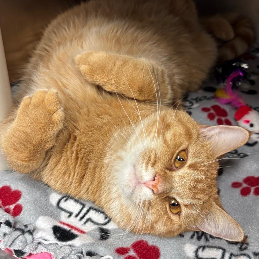 Enlarge Simba, an adopted Domestic Short Hair in Chippewa Falls, WI image 1/1