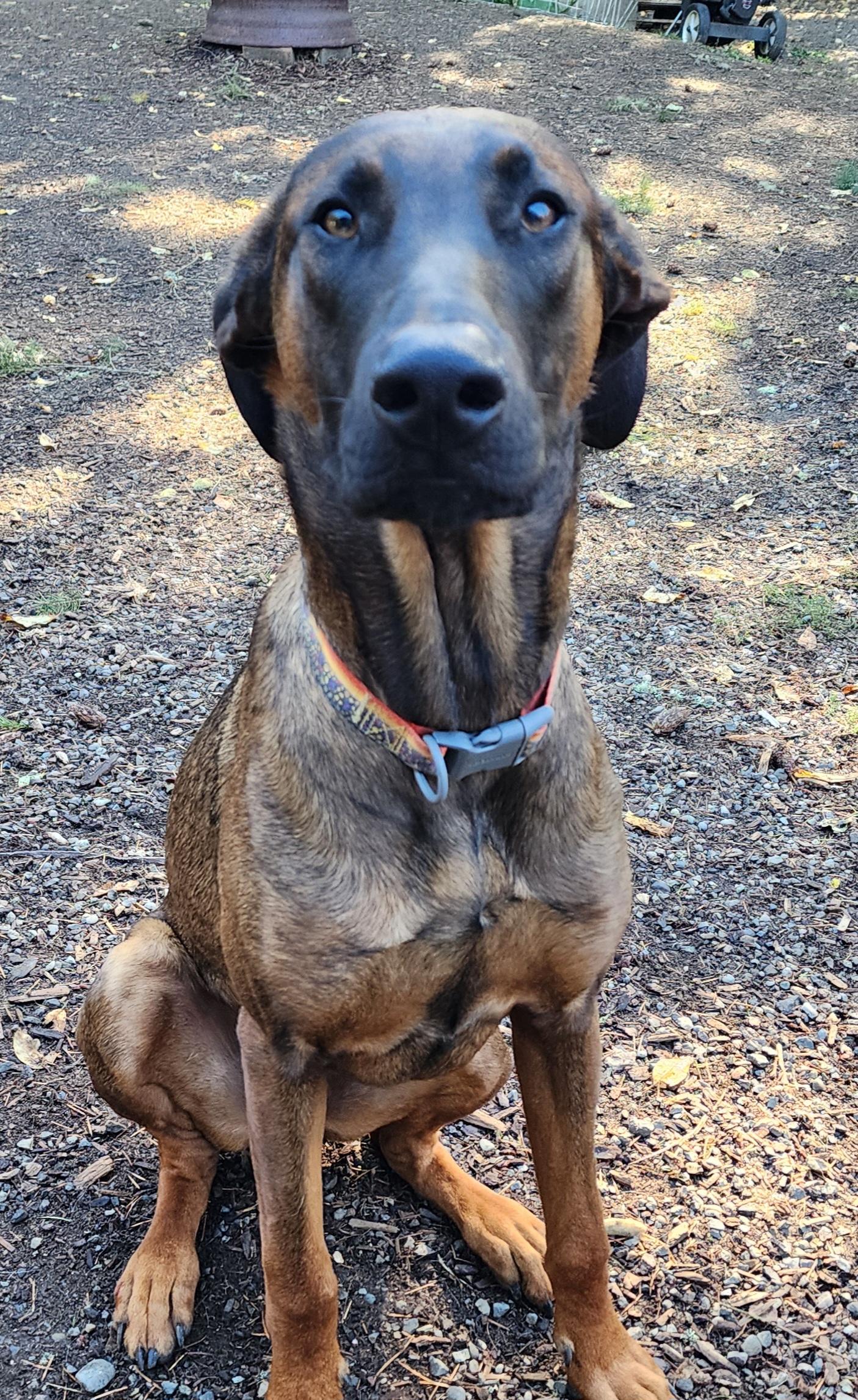 Enlarge Gator, a Adoptable mixed breed in Lafayette, CA image 2/5