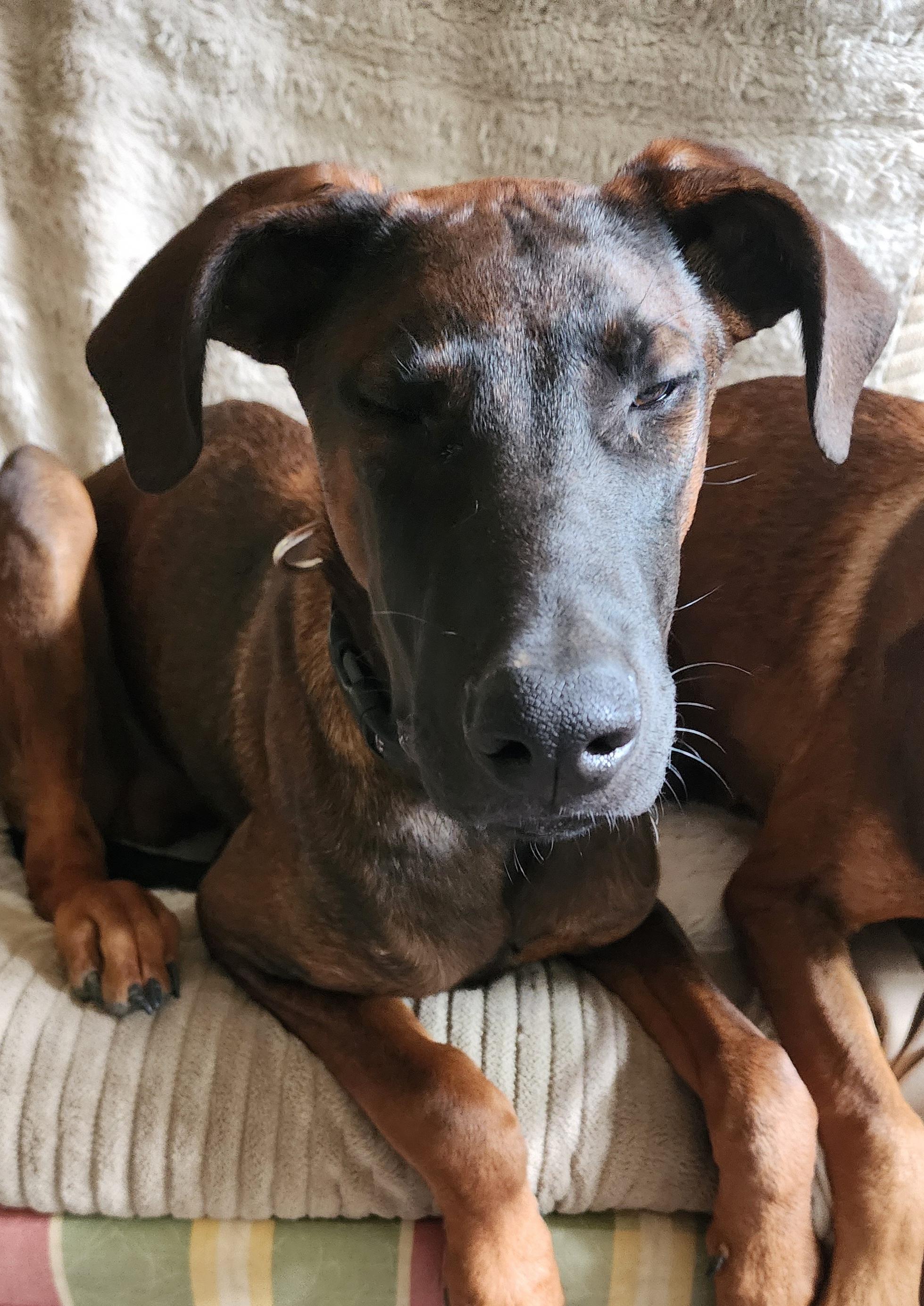 Enlarge Gator, a Adoptable mixed breed in Lafayette, CA image 3/5