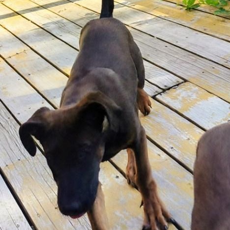 Mystic, a ADOPTABLE mixed breed in Lafayette, CA image 2/2