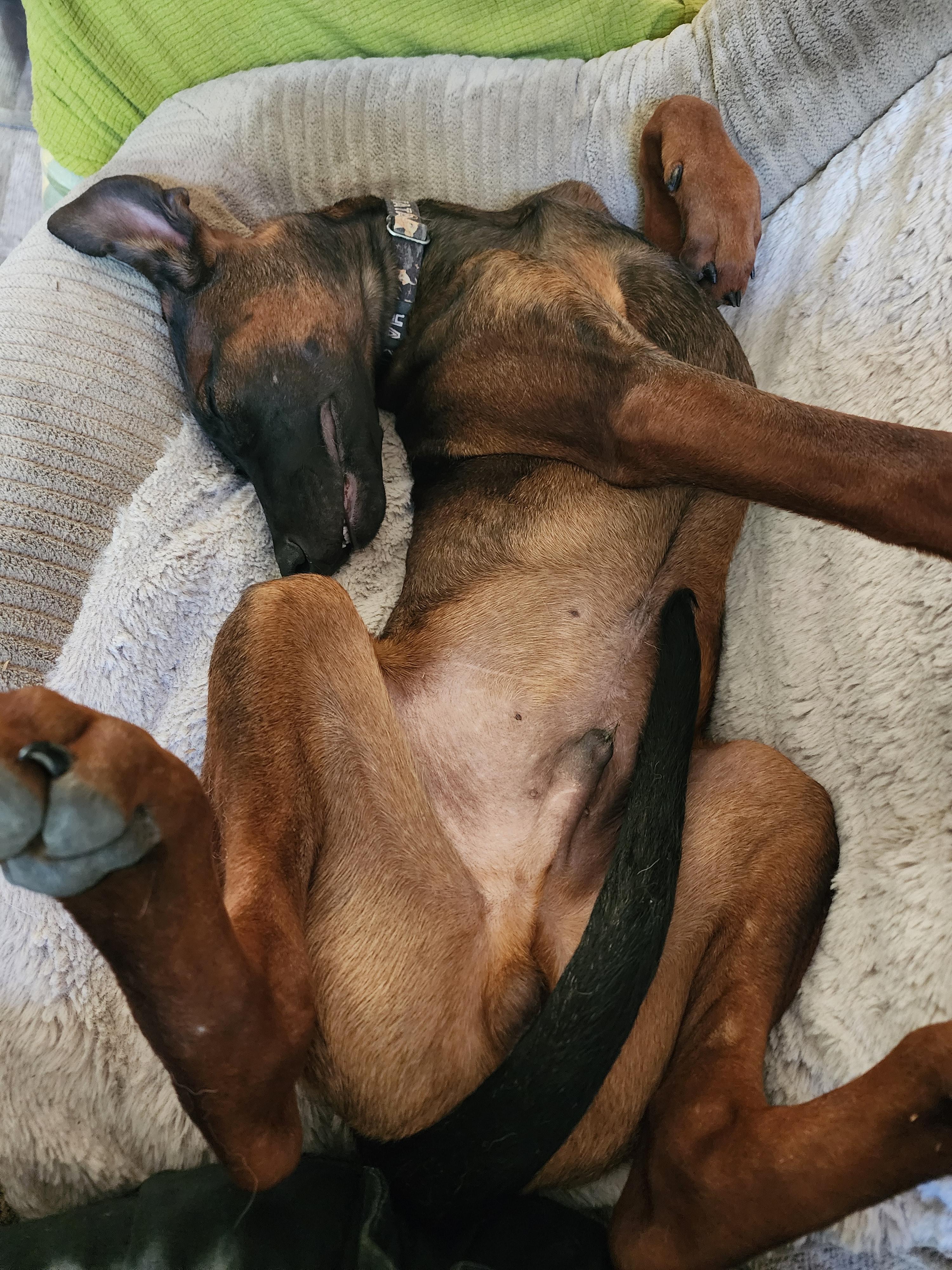 Enlarge Gator, a Adoptable mixed breed in Lafayette, CA image 5/5