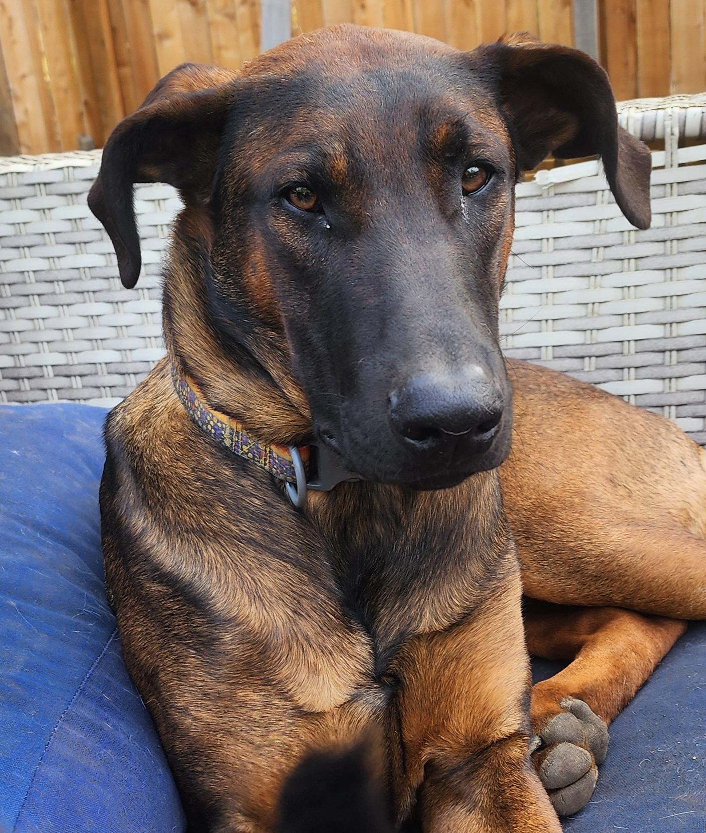 Enlarge Gator, a Adoptable mixed breed in Lafayette, CA image 1/5