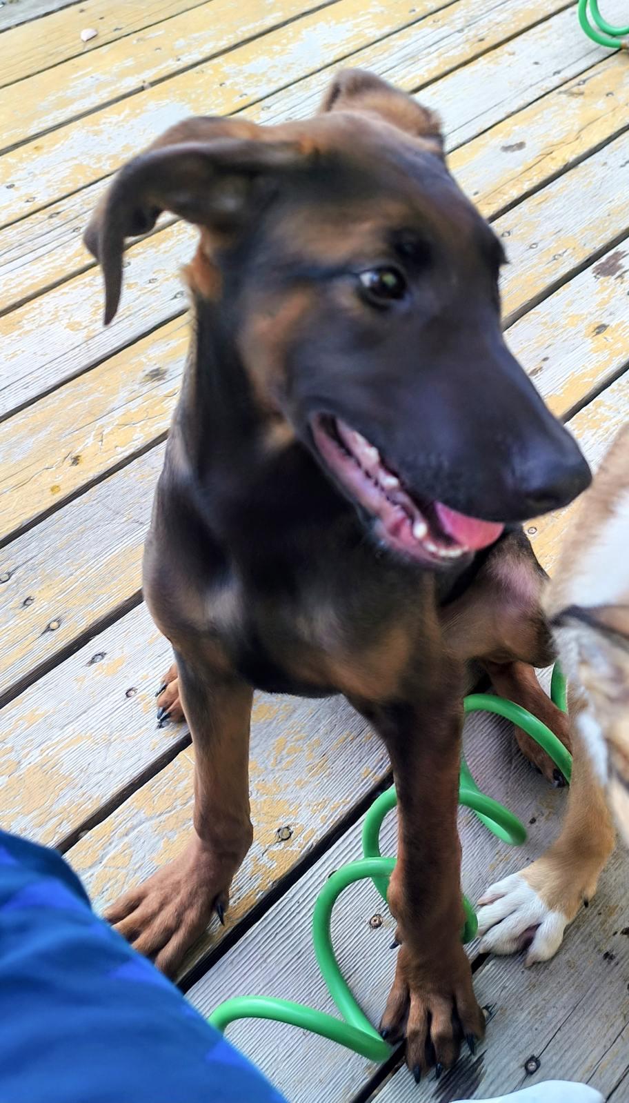 Mystic, ADOPTABLE, Young Male Belgian Shepherd / Malinois.
