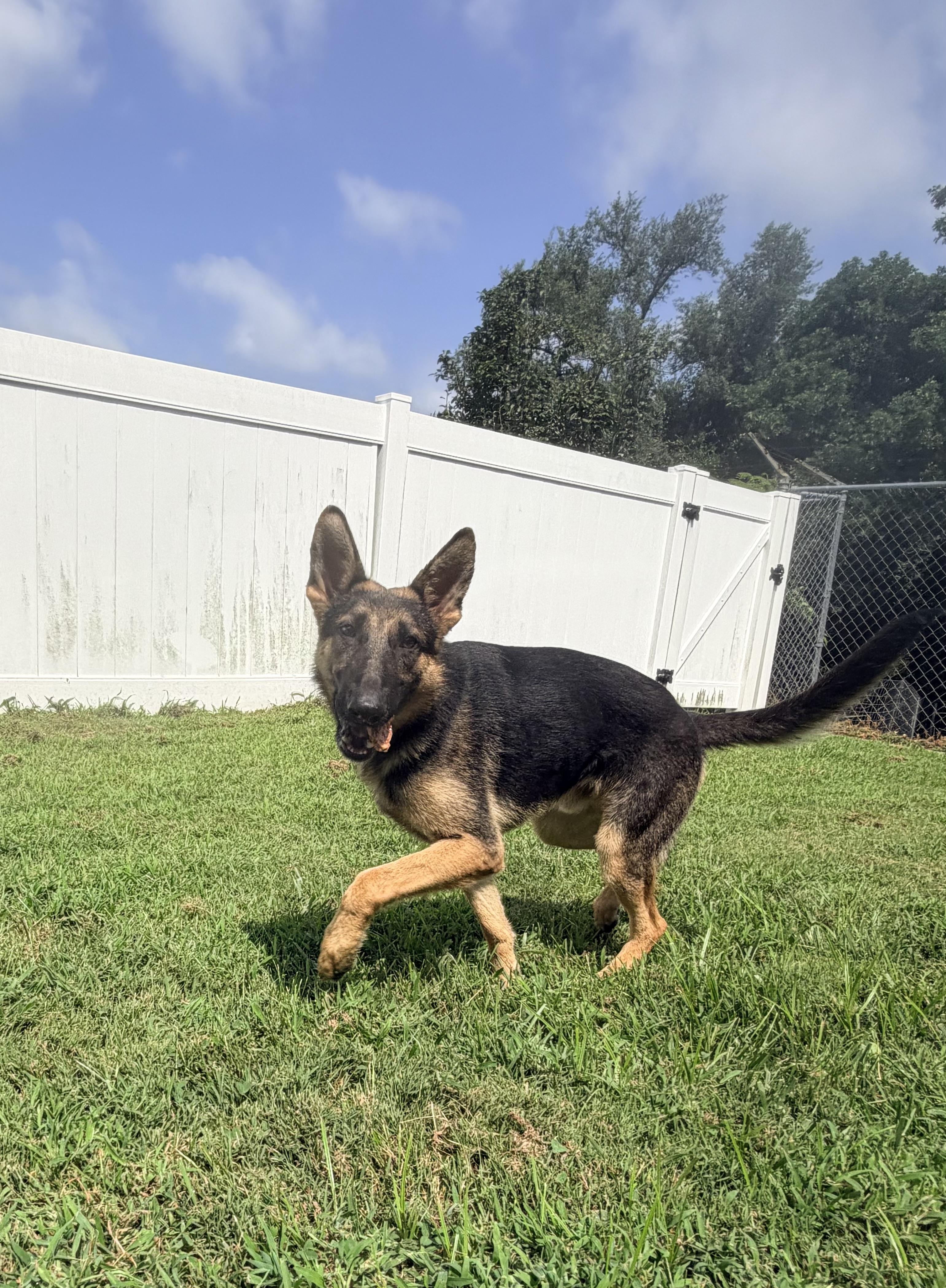 Enlarge Blaze, a Adopted German Shepherd Dog in Jefferson City, MO image 5/6