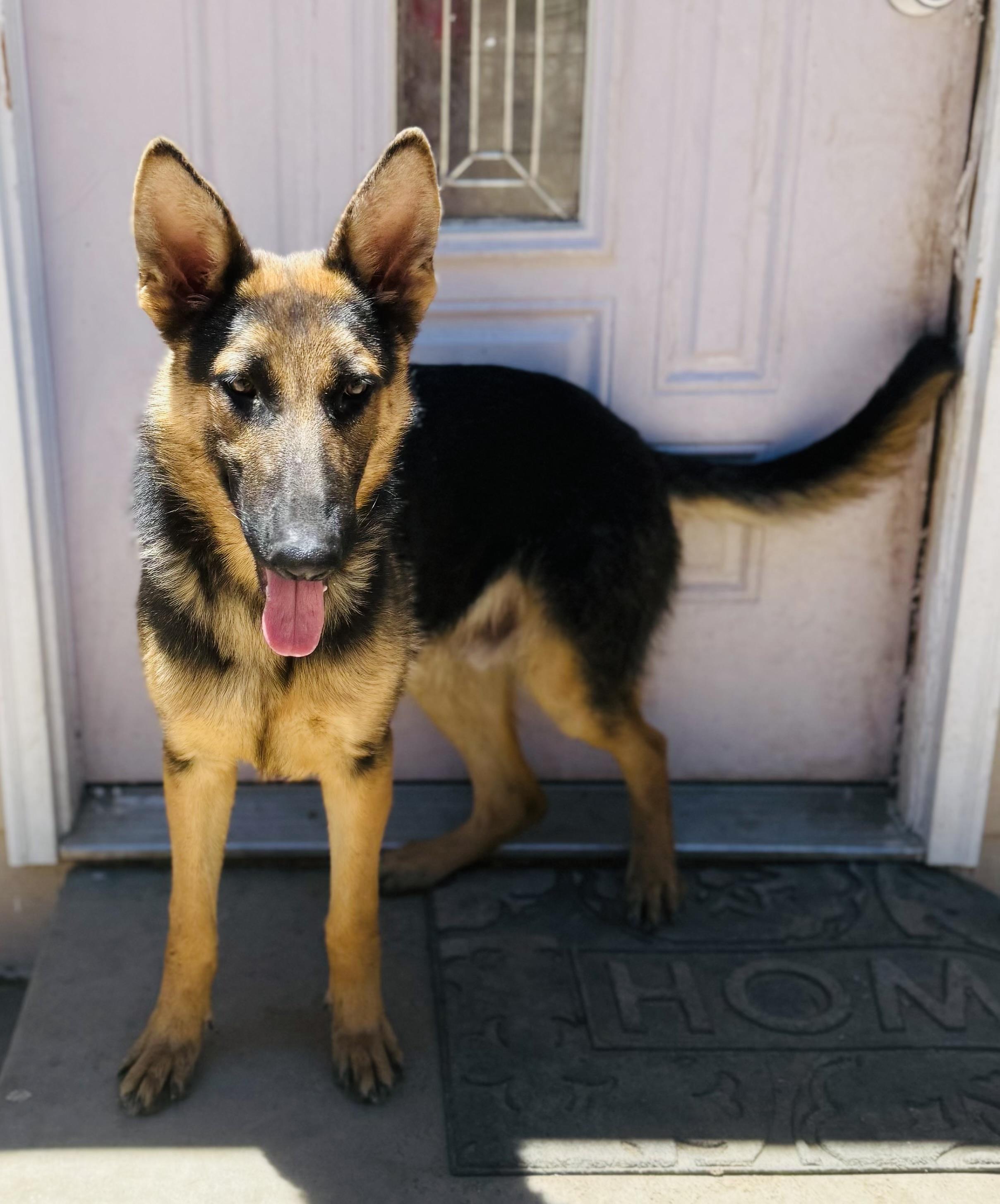 Blaze, a ADOPTABLE German Shepherd Dog in Jefferson City, MO image 2/3