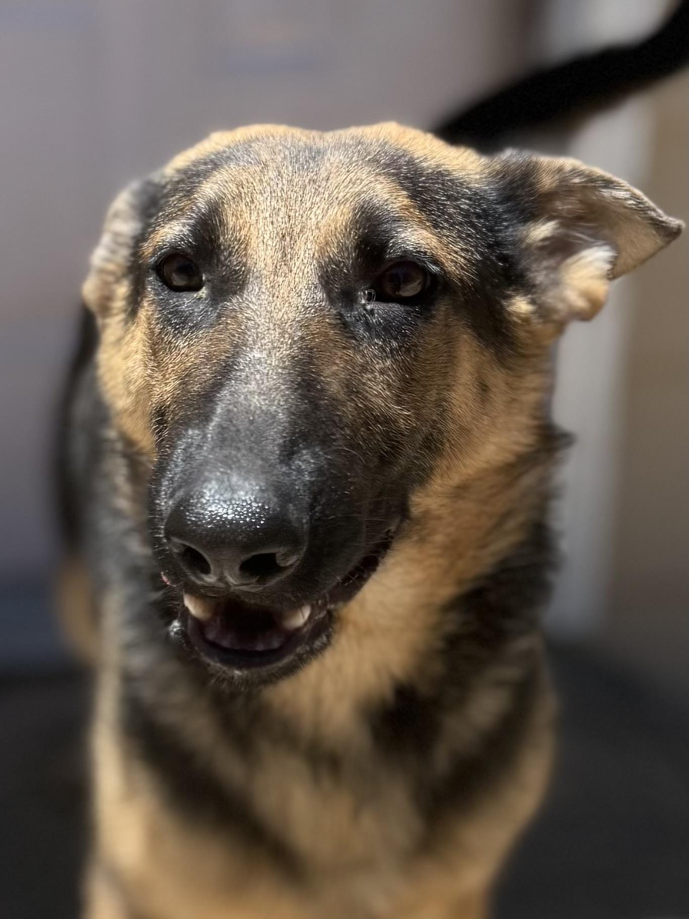 Blaze, ADOPTABLE, Young Male German Shepherd Dog.