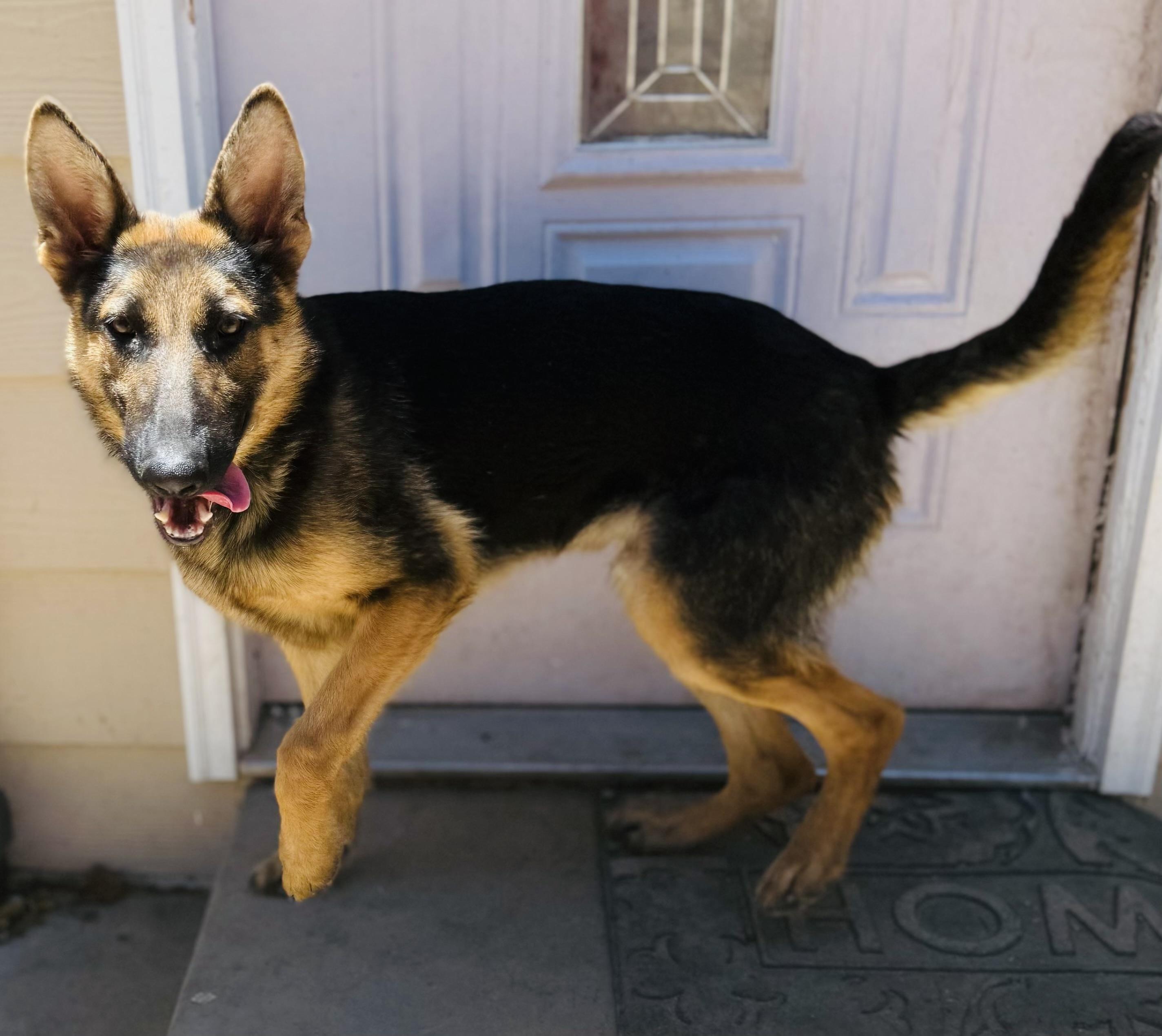 Blaze, a ADOPTABLE German Shepherd Dog in Jefferson City, MO image 3/3