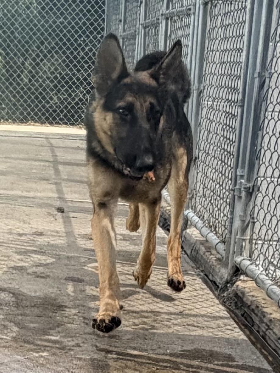 Enlarge Blaze, a Adopted German Shepherd Dog in Jefferson City, MO image 4/6