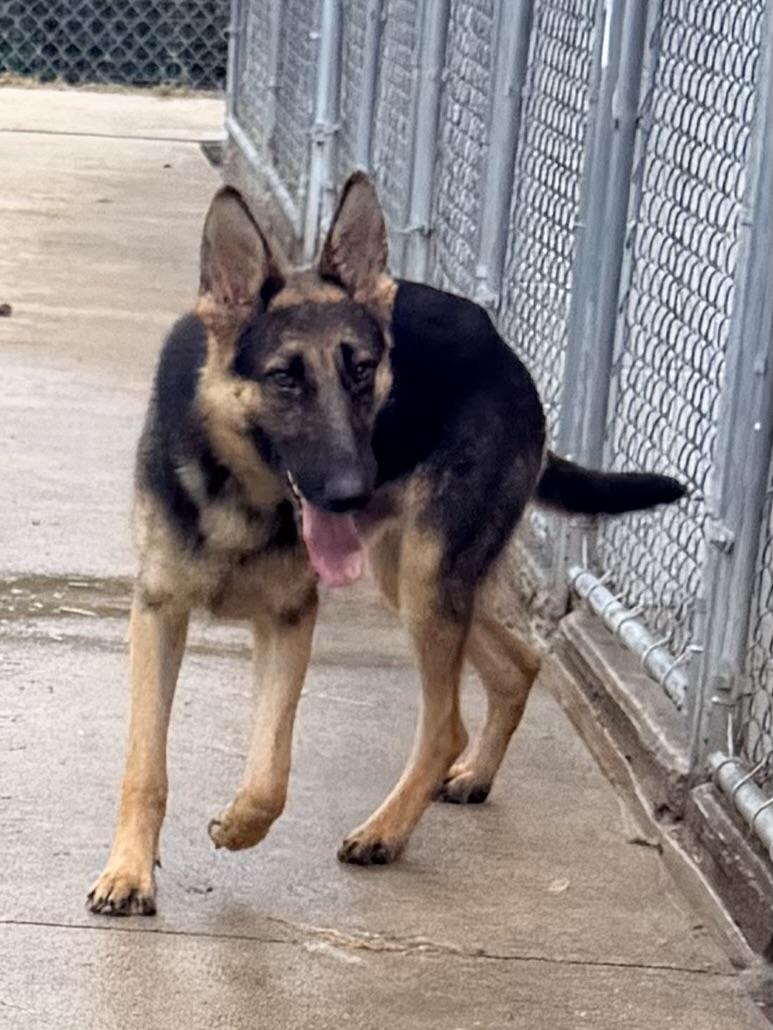 Blaze, Adopted, Young Male German Shepherd Dog.