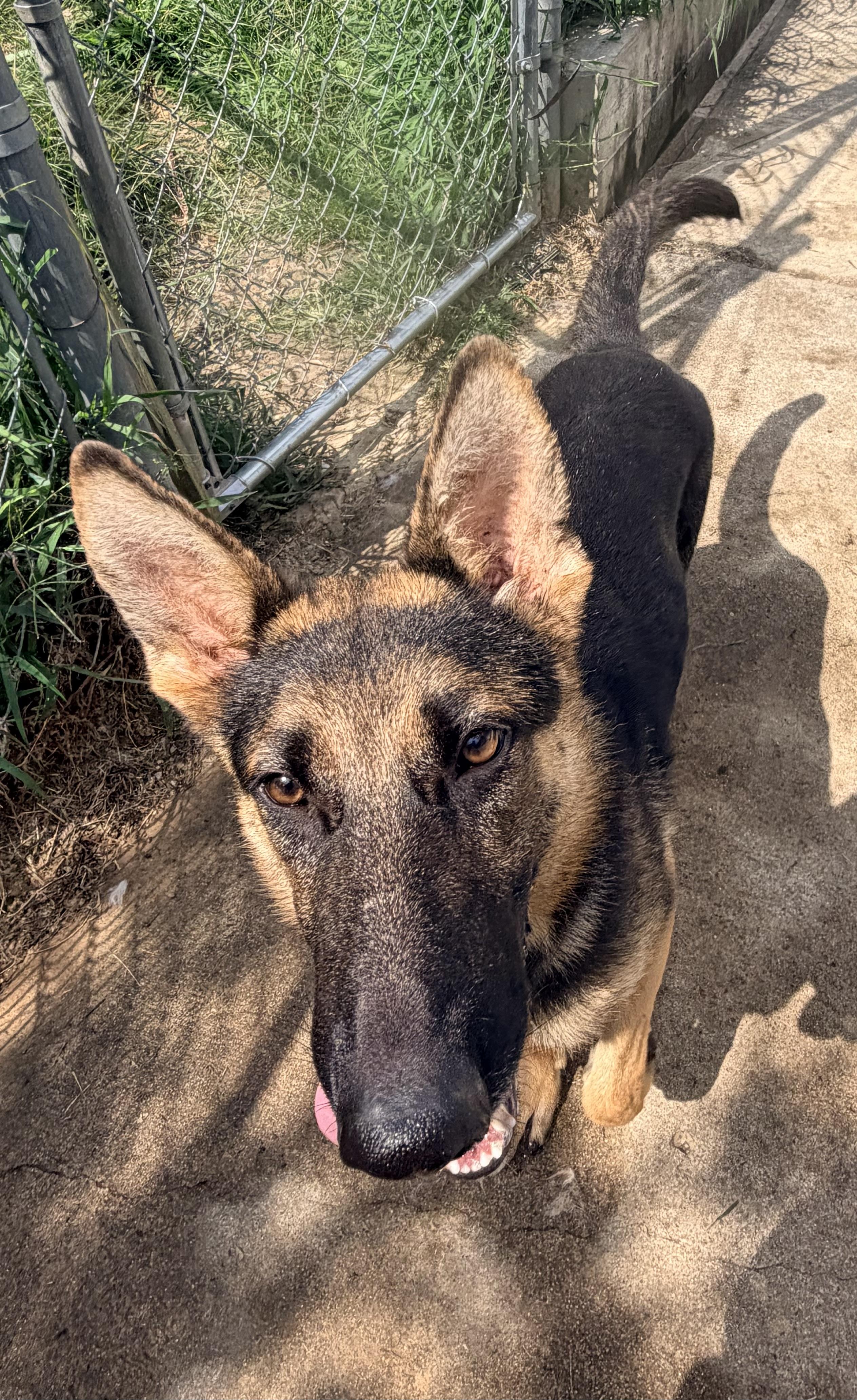 Enlarge Blaze, a Adopted German Shepherd Dog in Jefferson City, MO image 6/6