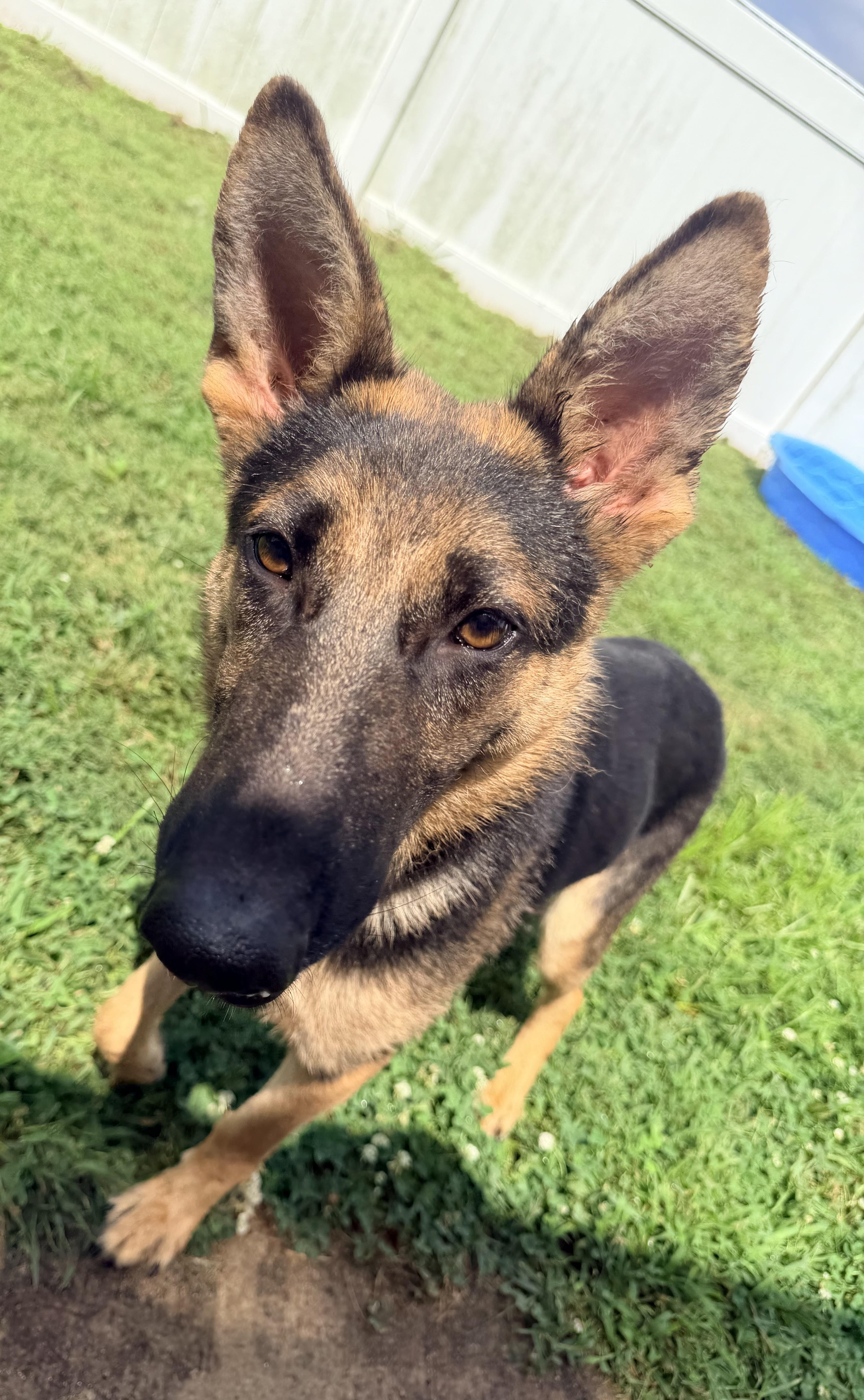 Enlarge Blaze, a Adopted German Shepherd Dog in Jefferson City, MO image 3/6