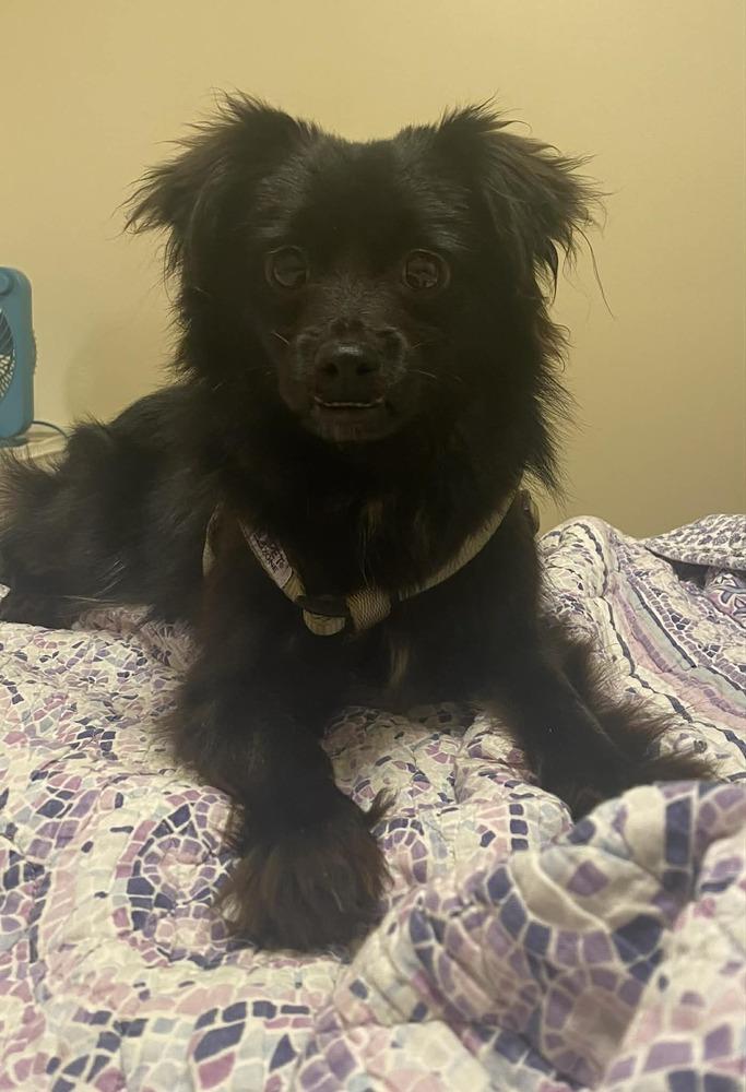 Enlarge Bear, a Adoptable mixed breed in Franklin, PA image 1/3