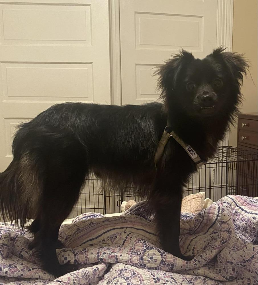 Enlarge Bear, a Adoptable mixed breed in Franklin, PA image 2/3