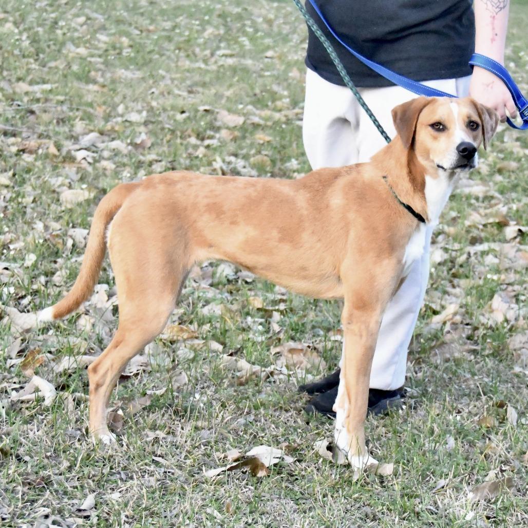 Kacey, Adoptable, Adult Female Catahoula Leopard Dog.