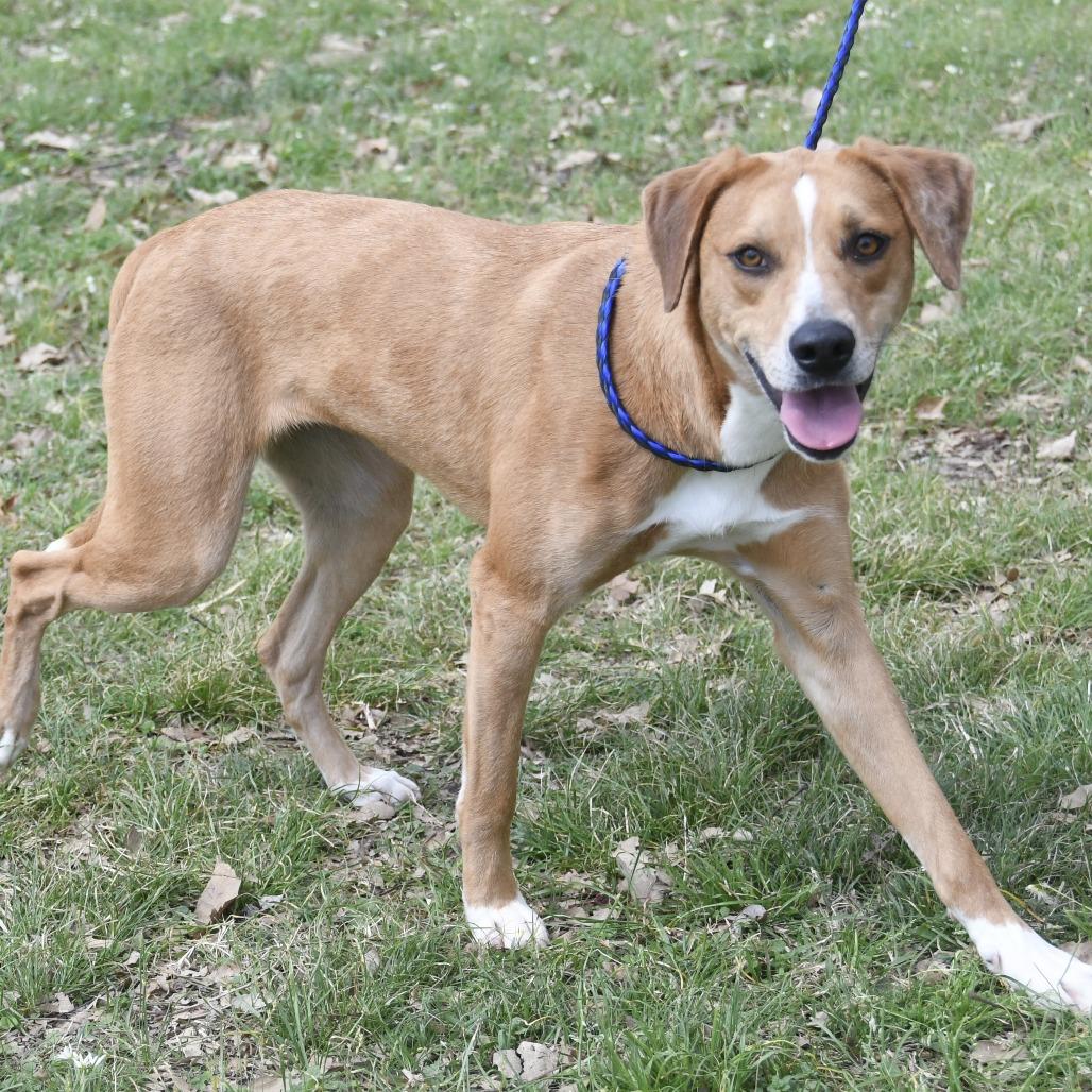 Enlarge Kacey, a Adoptable mixed breed in Natchez, MS image 2/3