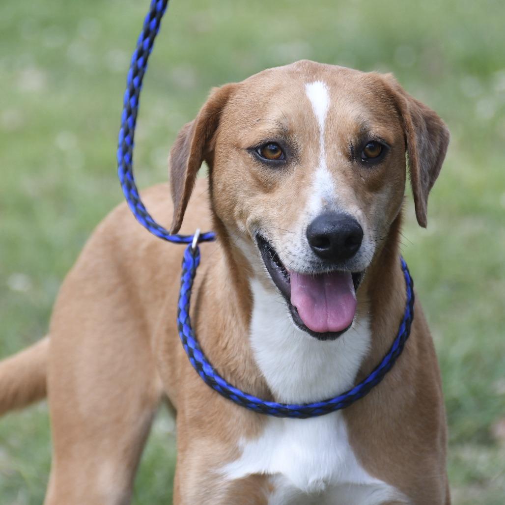 Enlarge Kacey, a Adoptable mixed breed in Natchez, MS image 3/3