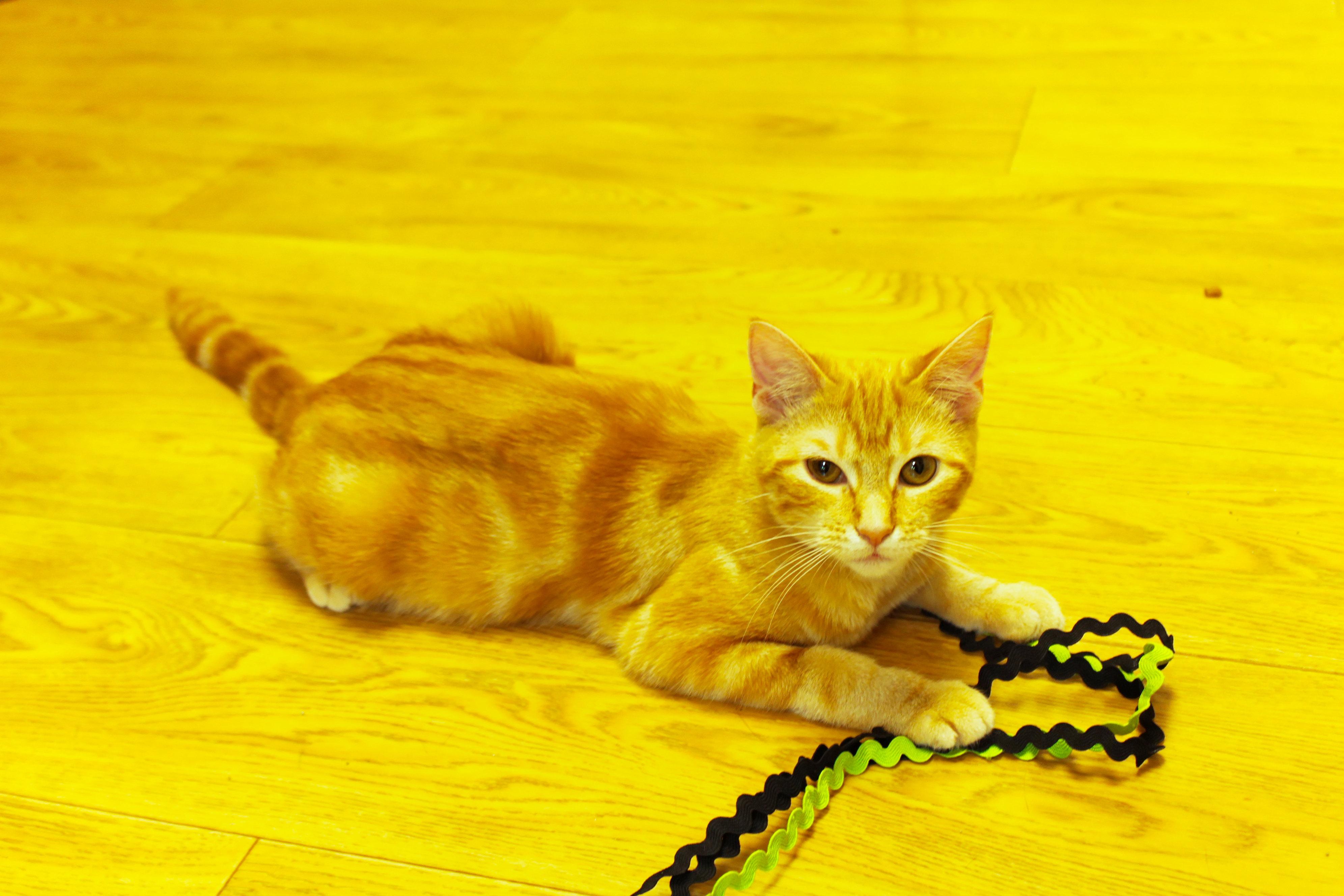 Enlarge Dawn, a Adopted American Shorthair in Urbana, OH image 3/6