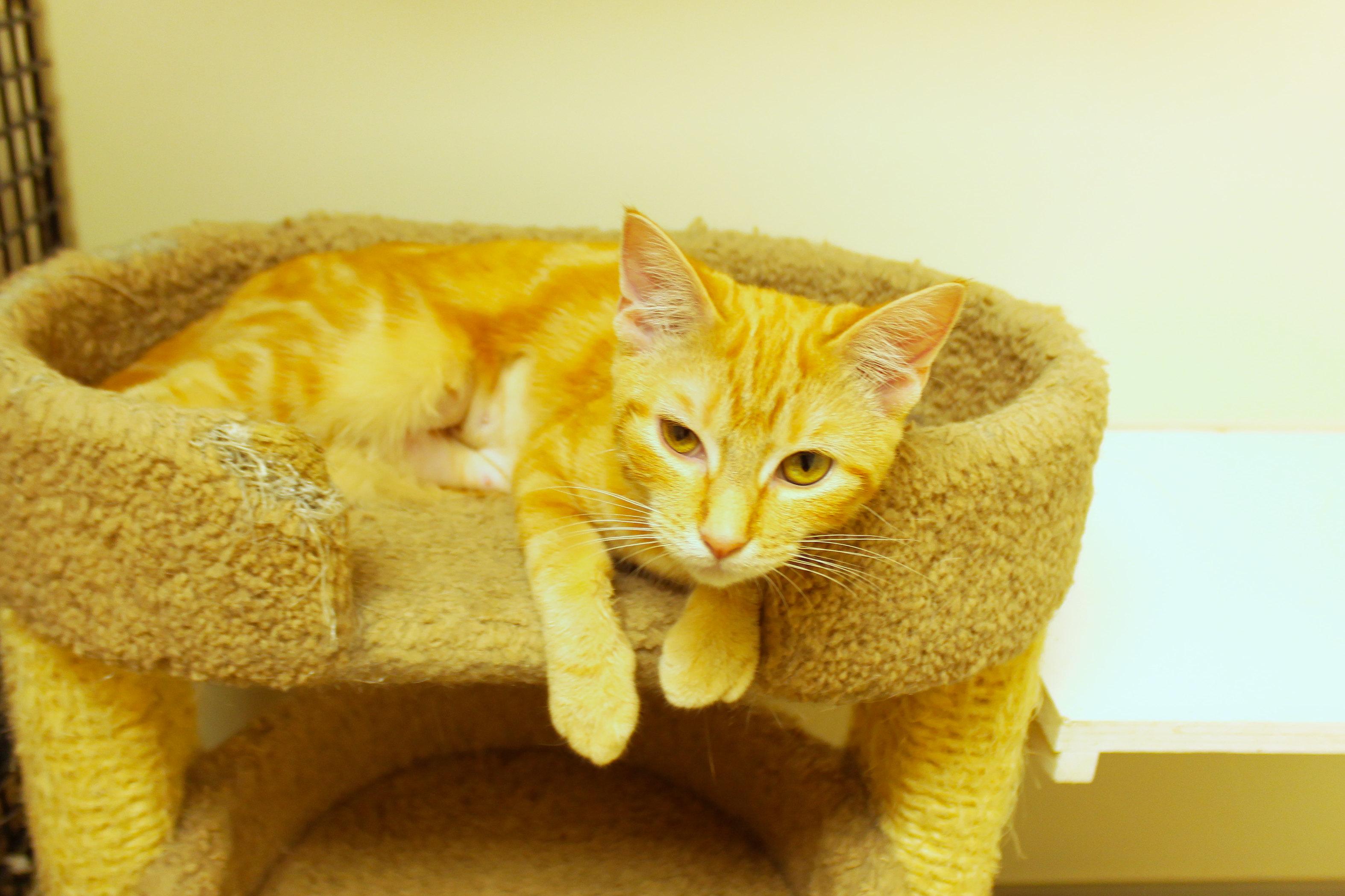Enlarge Dawn, a Adopted American Shorthair in Urbana, OH image 6/6