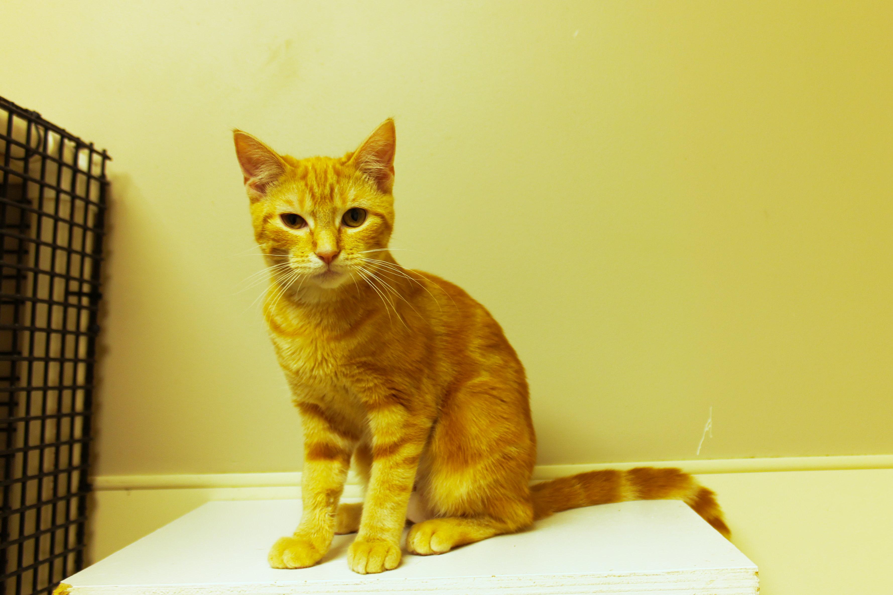 Enlarge Dawn, a Adopted American Shorthair in Urbana, OH image 1/6
