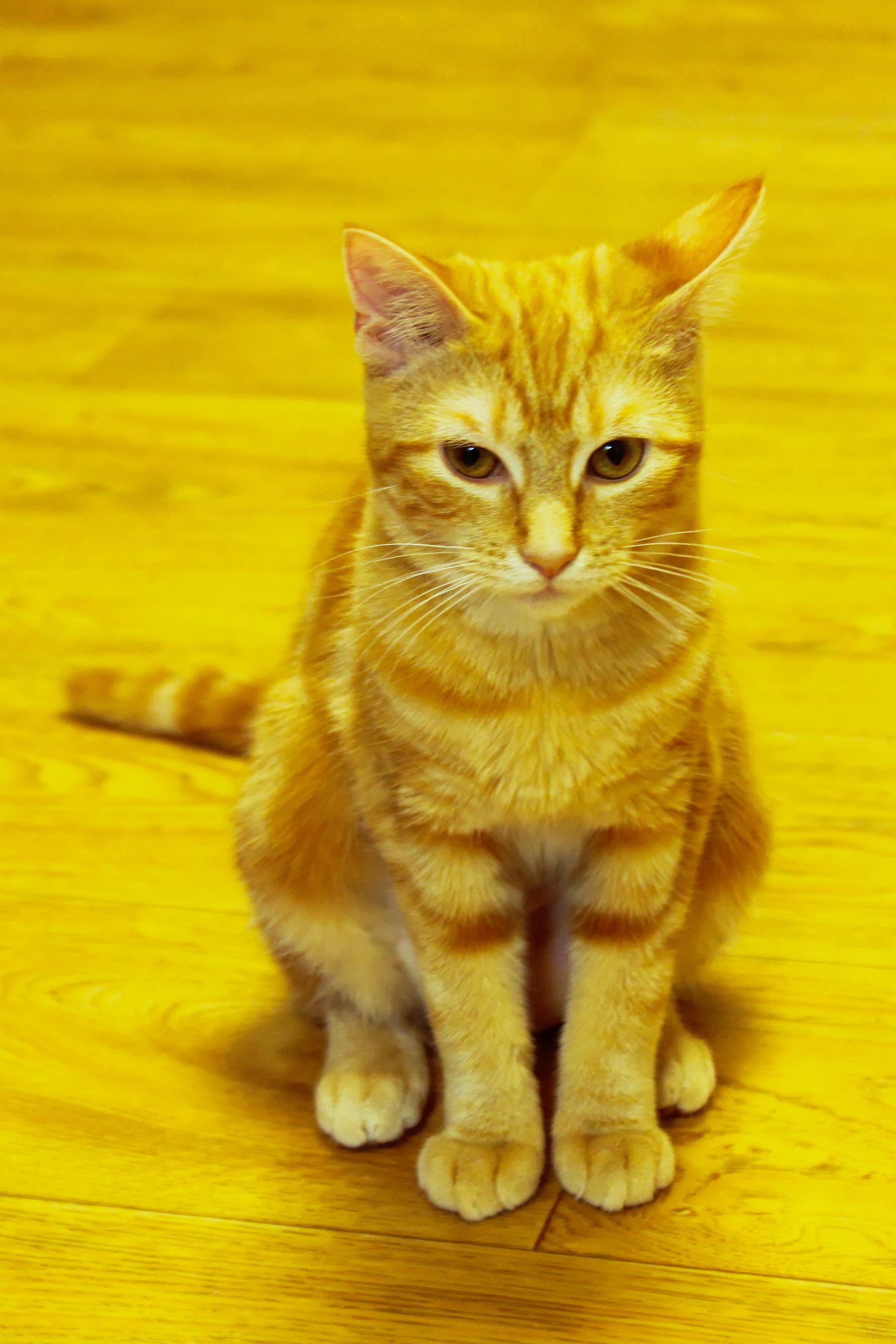 Enlarge Dawn, a Adopted American Shorthair in Urbana, OH image 2/6