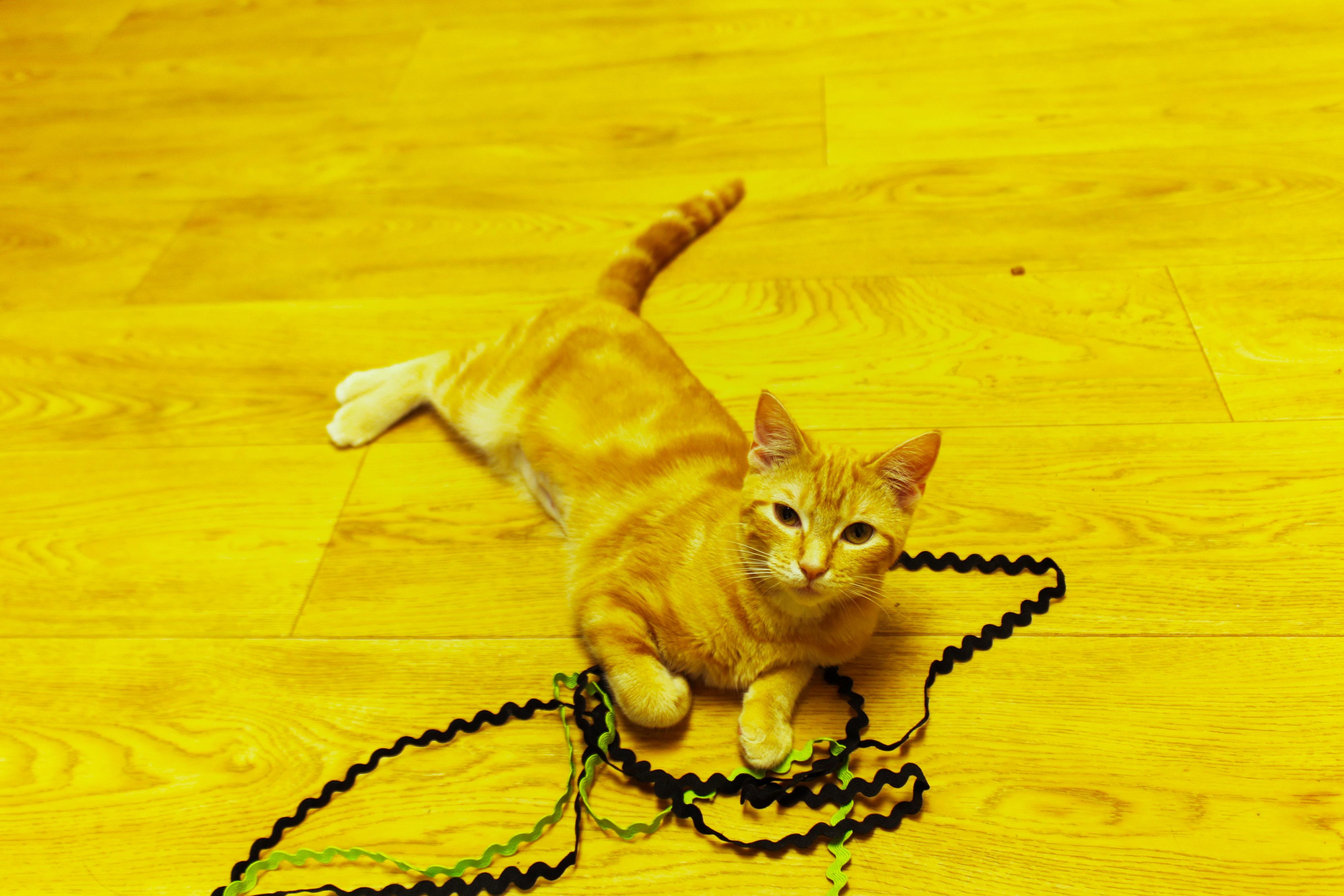 Enlarge Dawn, a Adopted American Shorthair in Urbana, OH image 4/6