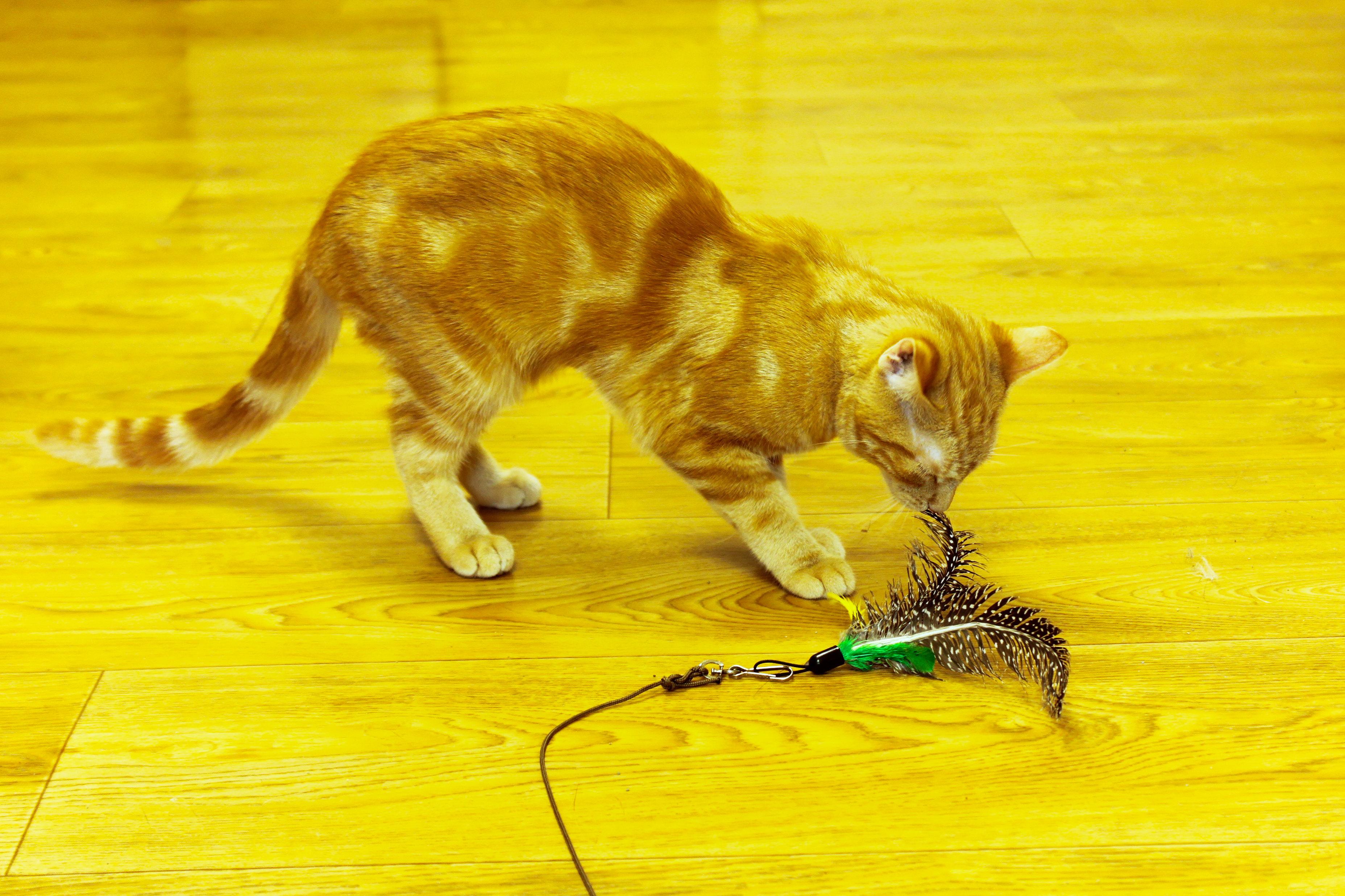 Enlarge Dawn, a Adopted American Shorthair in Urbana, OH image 5/6