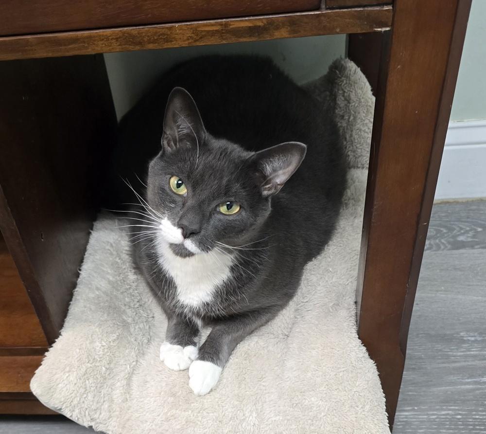 Enlarge Mr. Mittens, a Adoptable mixed breed in Southbury, CT image 1/2