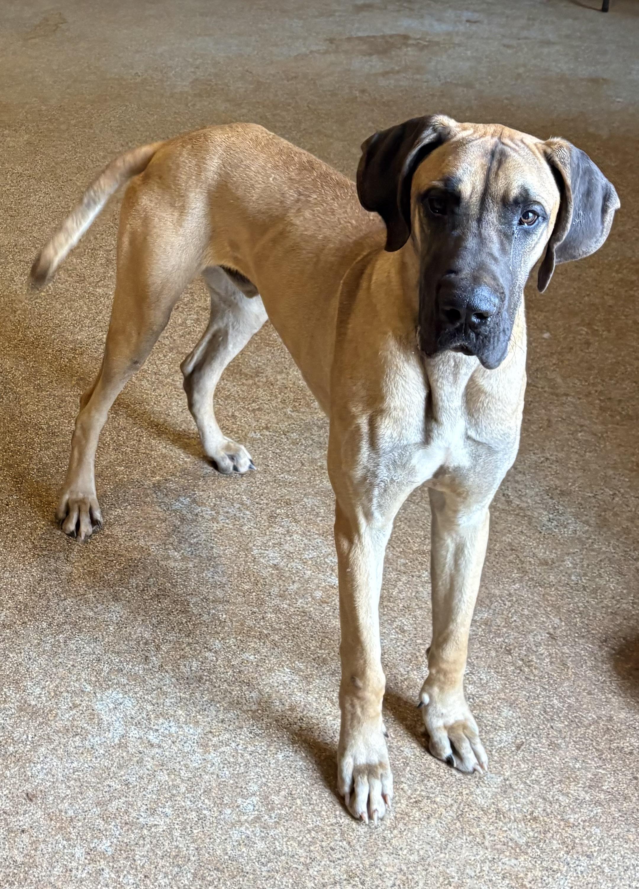 Roscoe, ADOPTABLE, Young Male Great Dane.