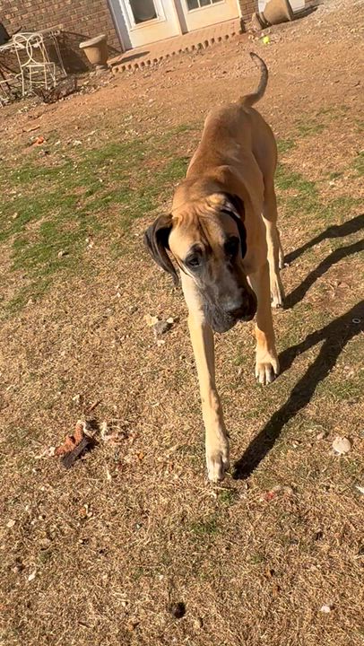 Enlarge Roscoe, a ADOPTABLE Great Dane in Williamston, SC video 2/2