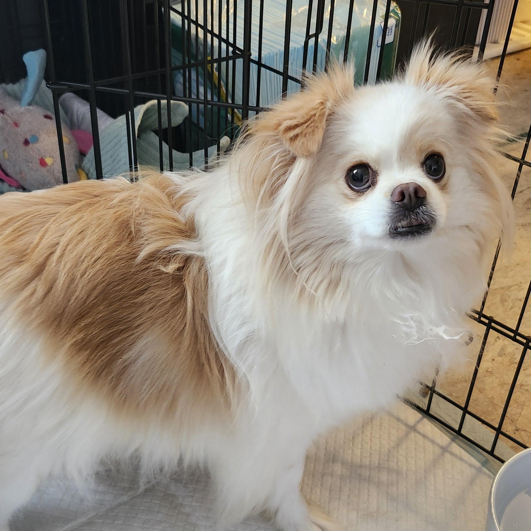 Olivia, a ADOPTABLE mixed breed in Brooks, AB image 4/6