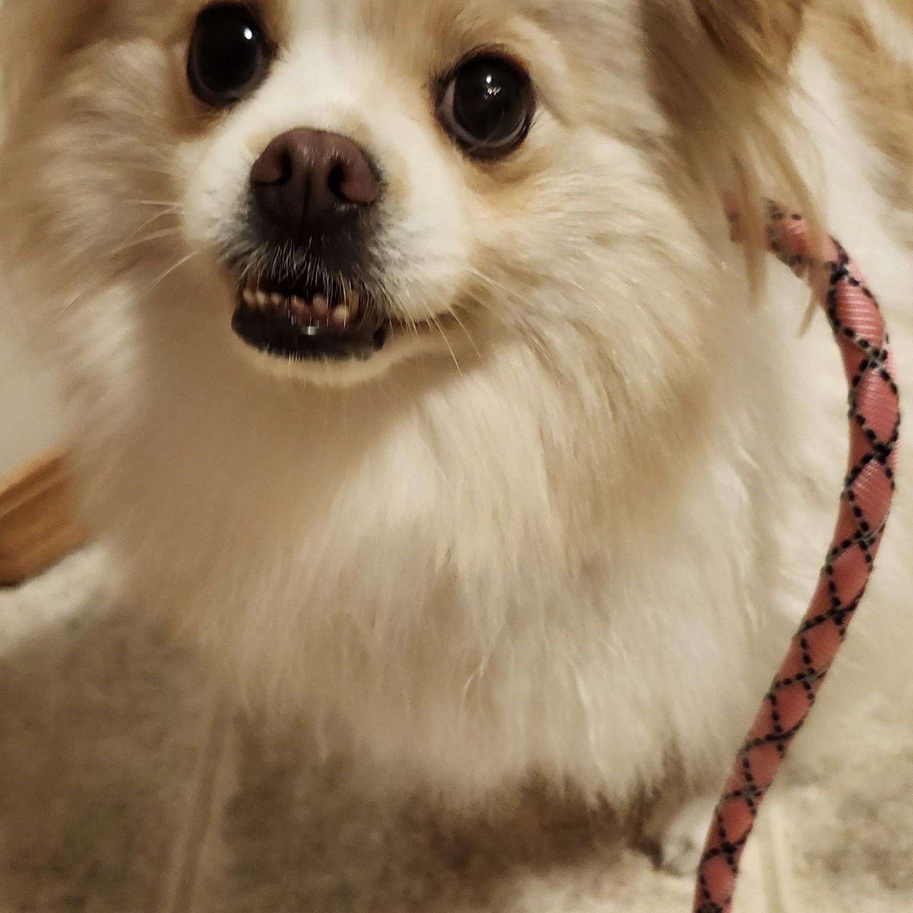 Olivia, a ADOPTABLE mixed breed in Brooks, AB image 6/6