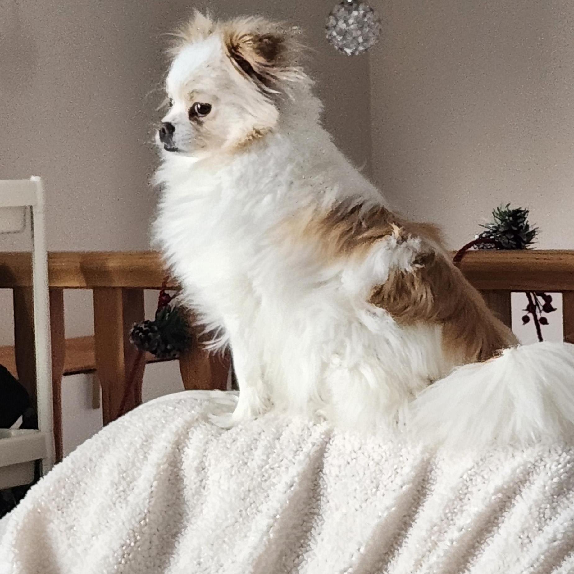 Olivia, a ADOPTABLE mixed breed in Brooks, AB image 5/6