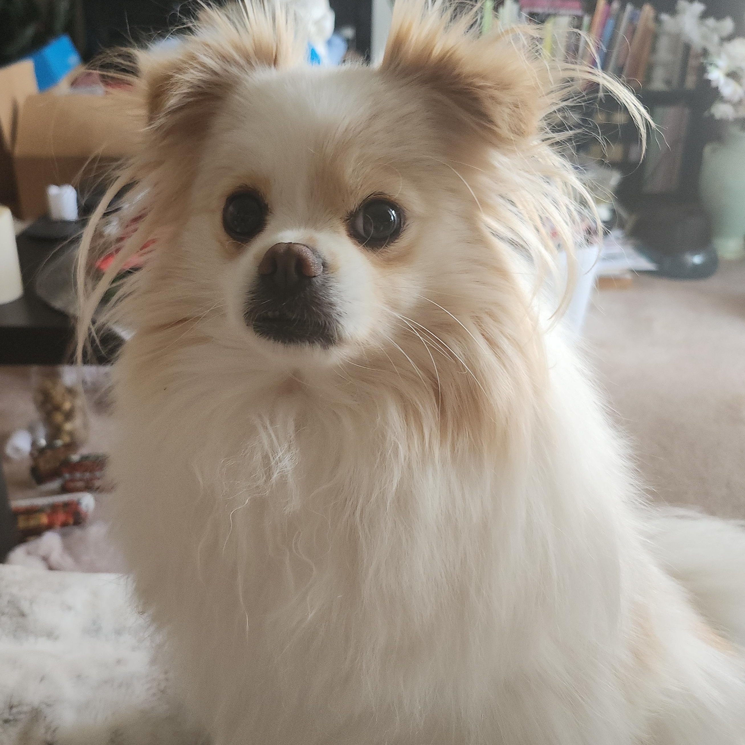 Olivia, ADOPTABLE, Adult Female Pomeranian & Maltese.