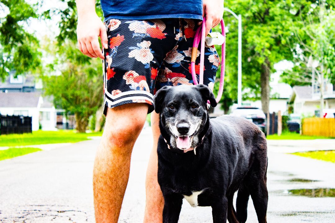 Lexi, Adopted, Senior Female Labrador Retriever & Mixed Breed.