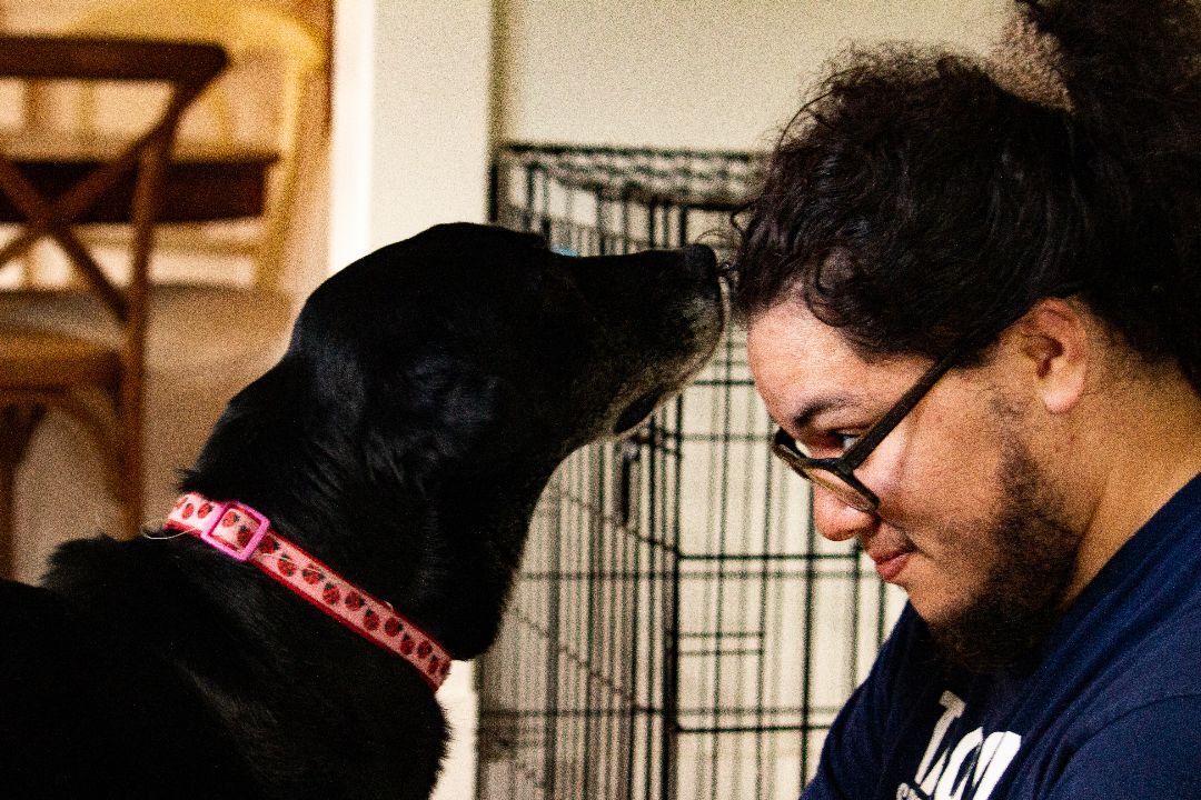 Lexi, a Adopted mixed breed in Houston, TX image 2/19