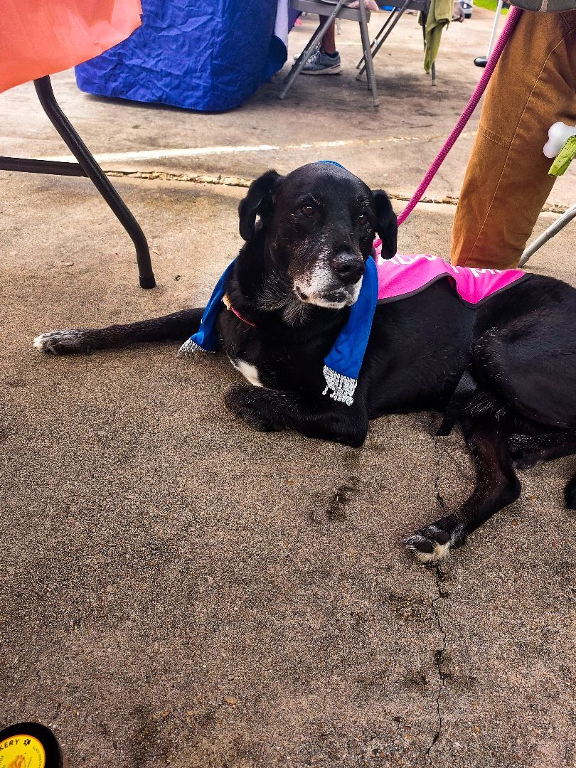 Lexi, a Adopted mixed breed in Houston, TX image 3/19