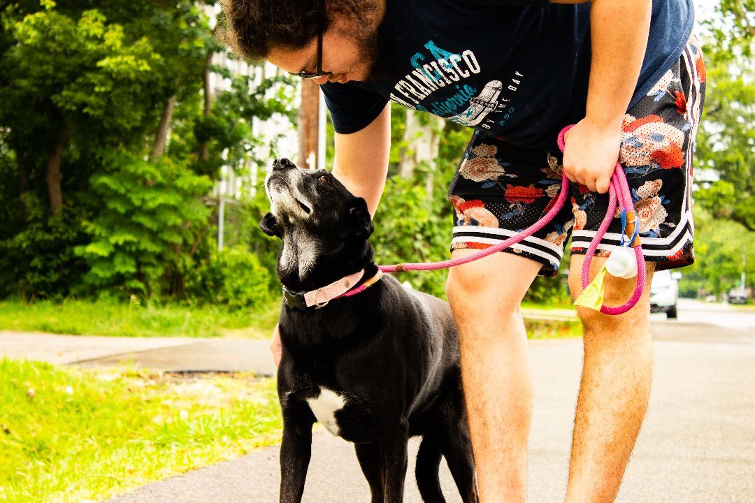 Lexi, a Adopted mixed breed in Houston, TX image 4/19
