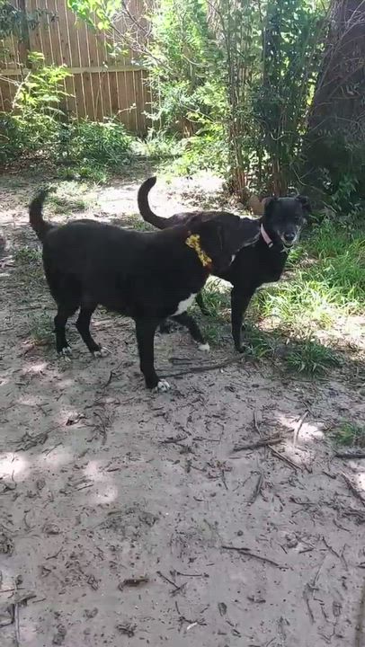 Enlarge Lexi, a Adopted mixed breed in Houston, TX video 18/19