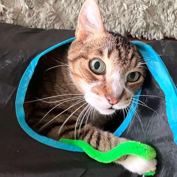 Enlarge Vino, a Adoptable Domestic Short Hair in Astoria, NY image 2/6