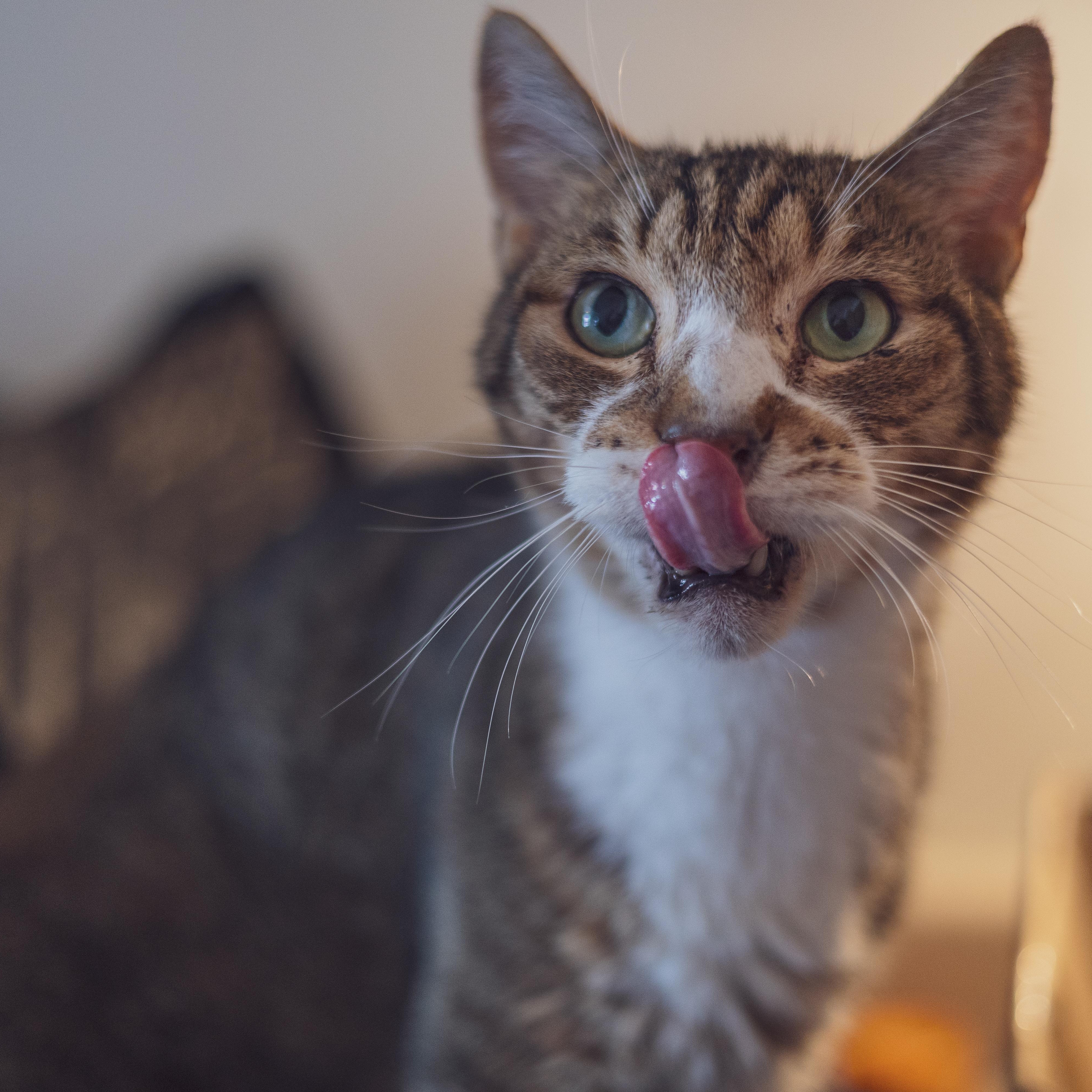 Enlarge Vino, a Adoptable Domestic Short Hair in Astoria, NY image 3/6