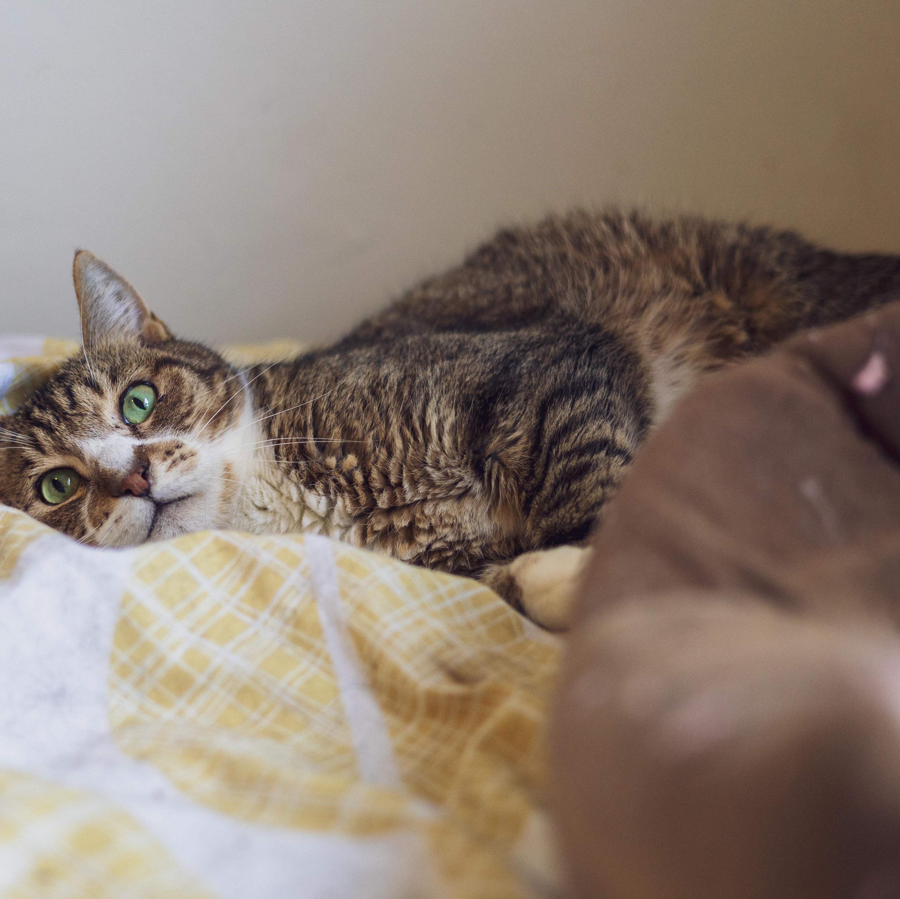 Enlarge Vino, a Adoptable Domestic Short Hair in Astoria, NY image 6/6