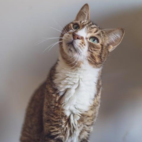 Enlarge Vino, a Adoptable Domestic Short Hair in Astoria, NY image 5/6