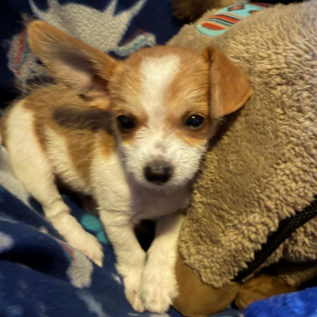 Darwin, Adoptable, Puppy Male Chihuahua & Terrier.
