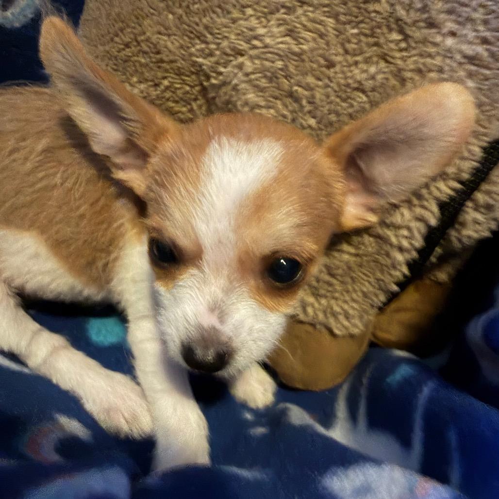 Enlarge Darwin, a Adoptable mixed breed in Kansas City, MO image 2/2