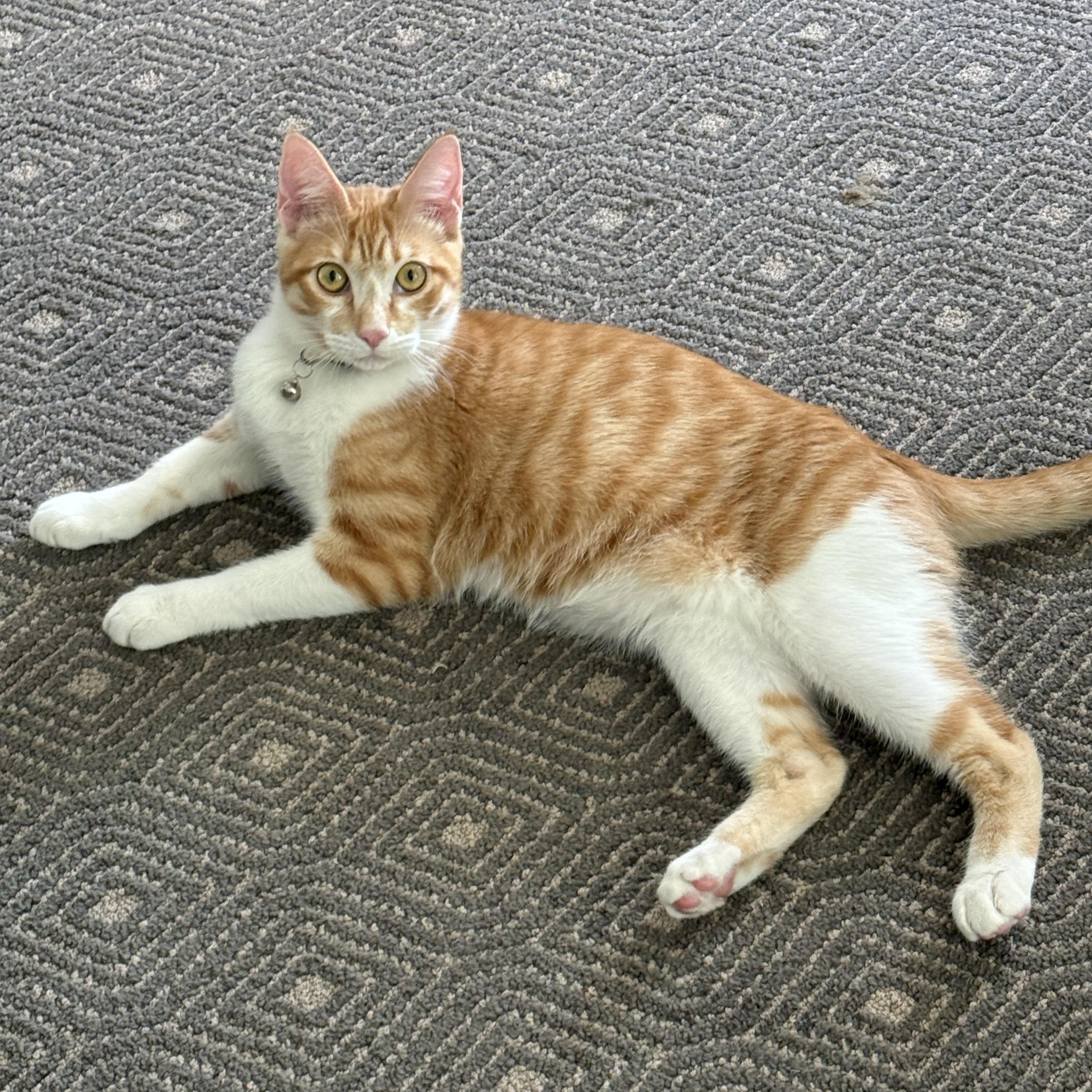 Rust, Adoptable, Young Male Domestic Short Hair.