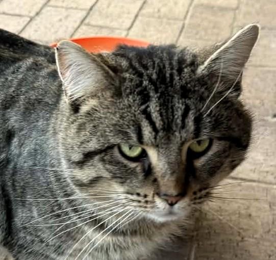 Enlarge Ritchie, a ADOPTABLE mixed breed in Frederick, MD image 1/4