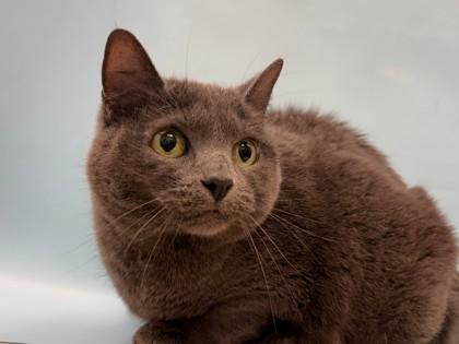 Rosa, Adoptable, Adult Female Domestic Short Hair & Domestic Short Hair.